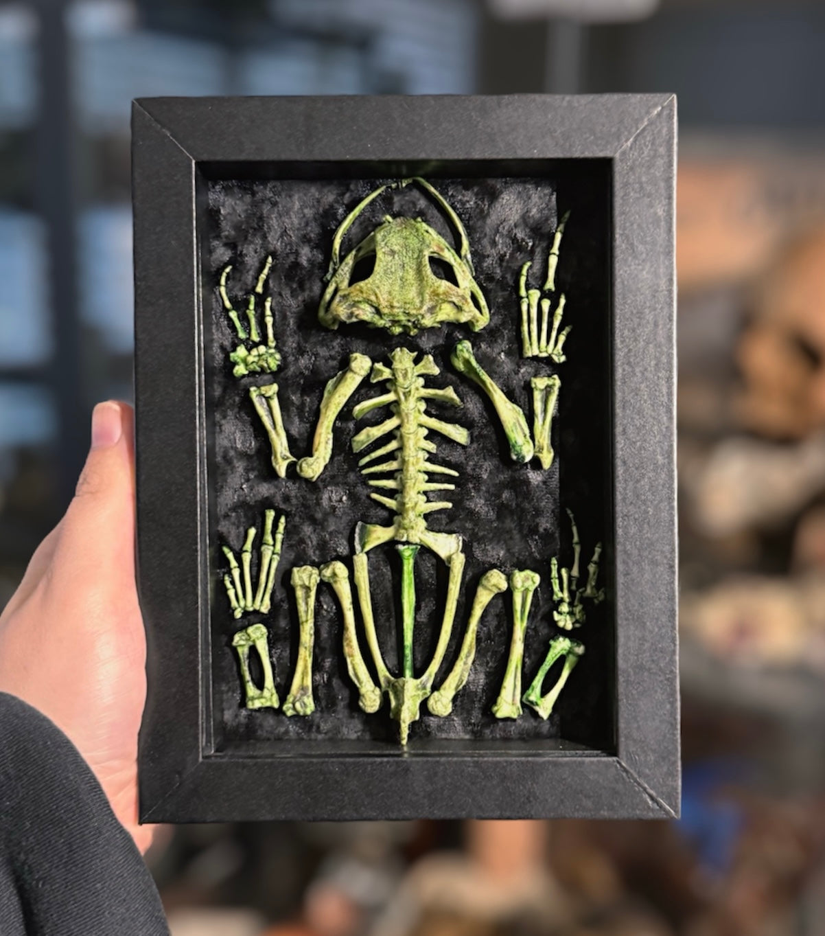 #29 Incomplete Toad skeleton 5x7 Open Frame Hand-stained skeleton