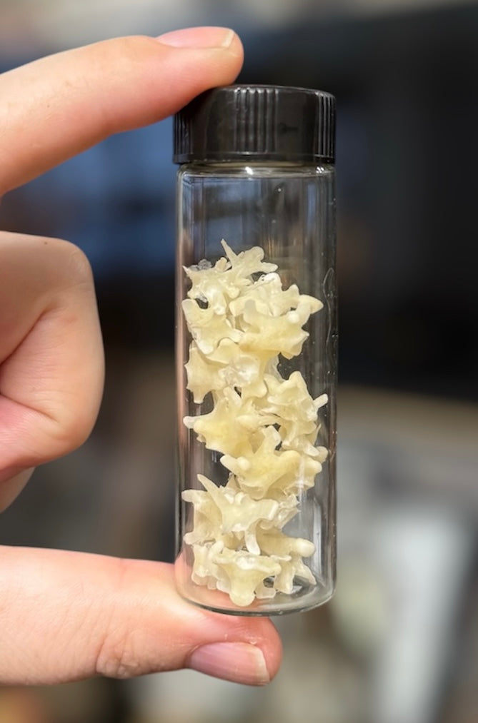 #36 Mini Bearded Dragon Bone vial