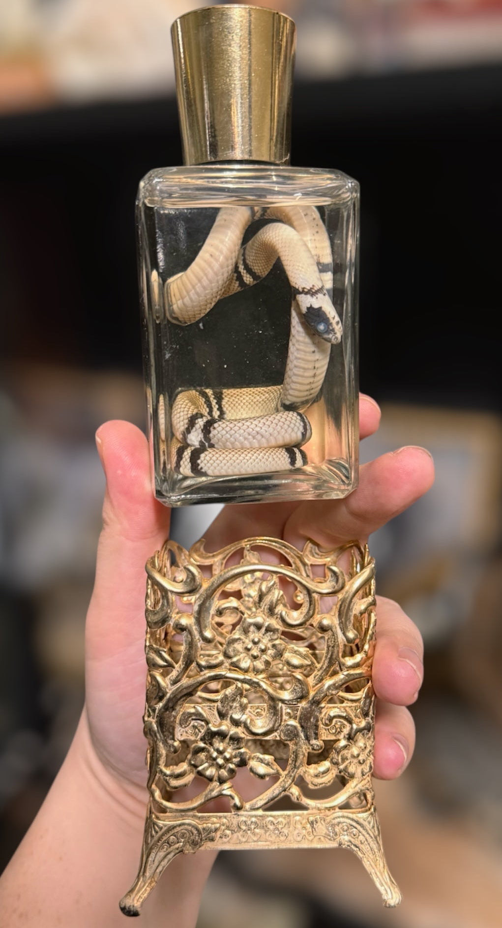 #32 RESELLING Vintage perfume bottle & stand/ Snake Wet Specimen (Read description)
