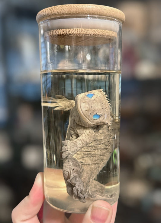 #16 Opal Eyes Crested Gecko Wet Specimen