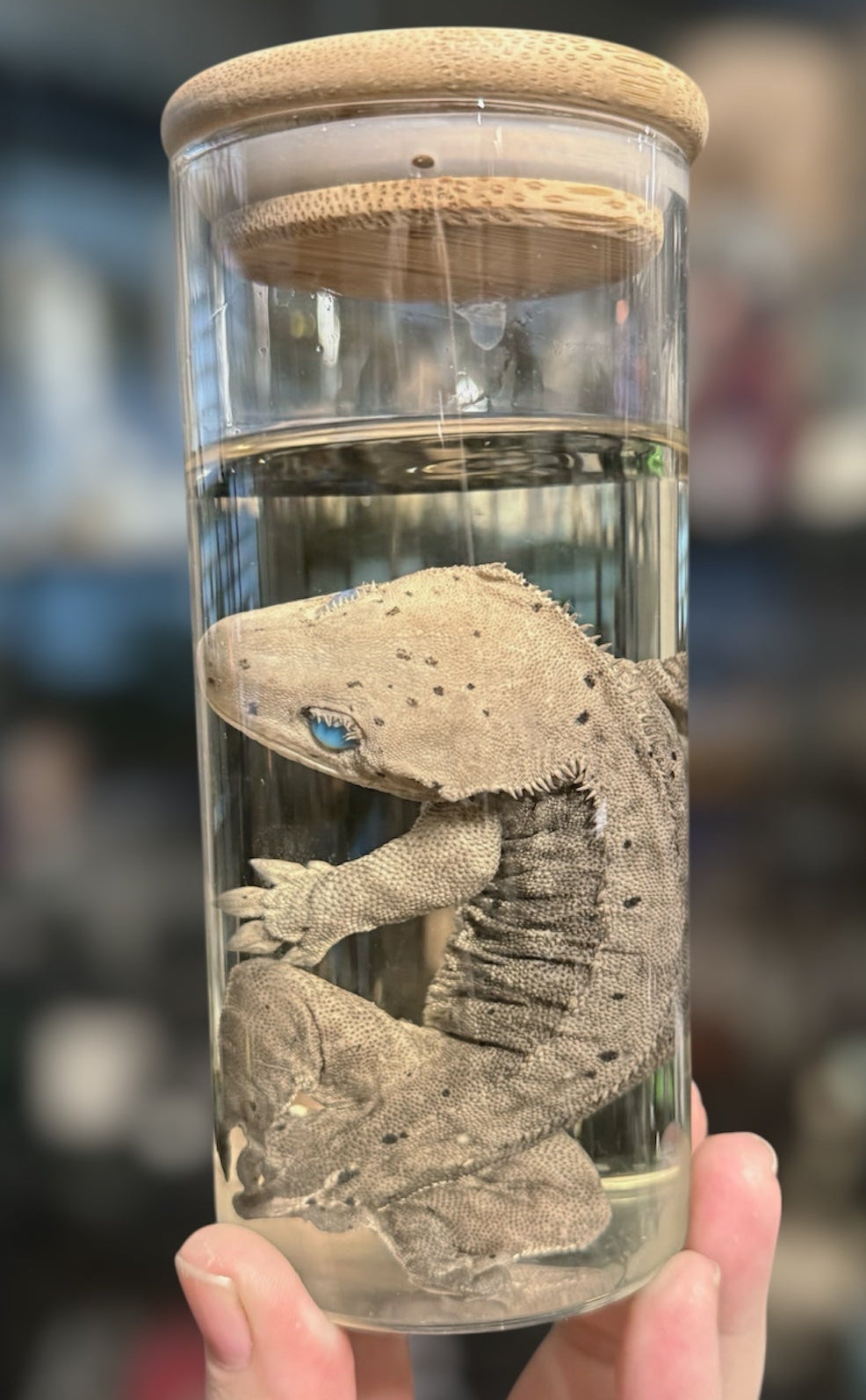 #16 Opal Eyes Crested Gecko Wet Specimen