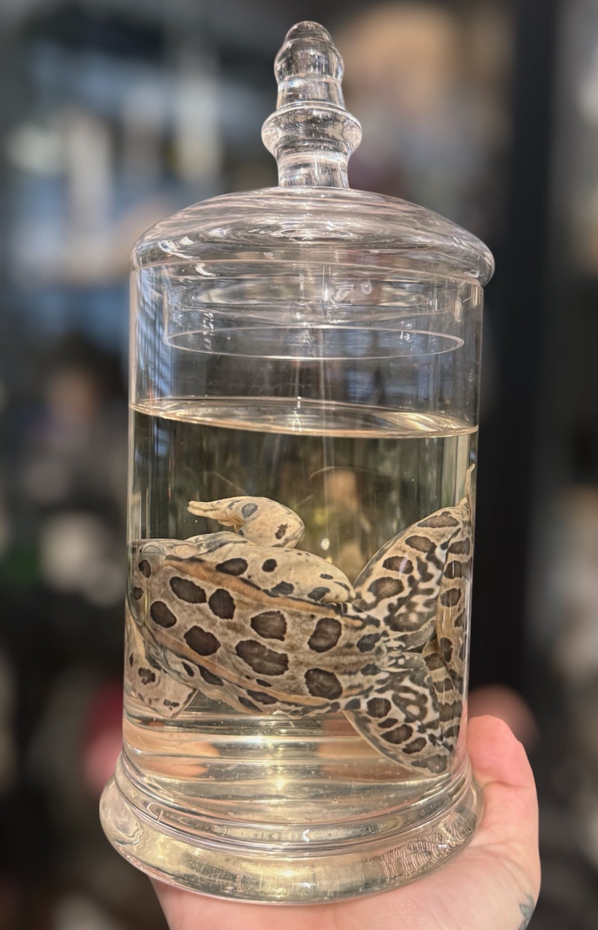 #20 Leopard Frog Wet Specimen