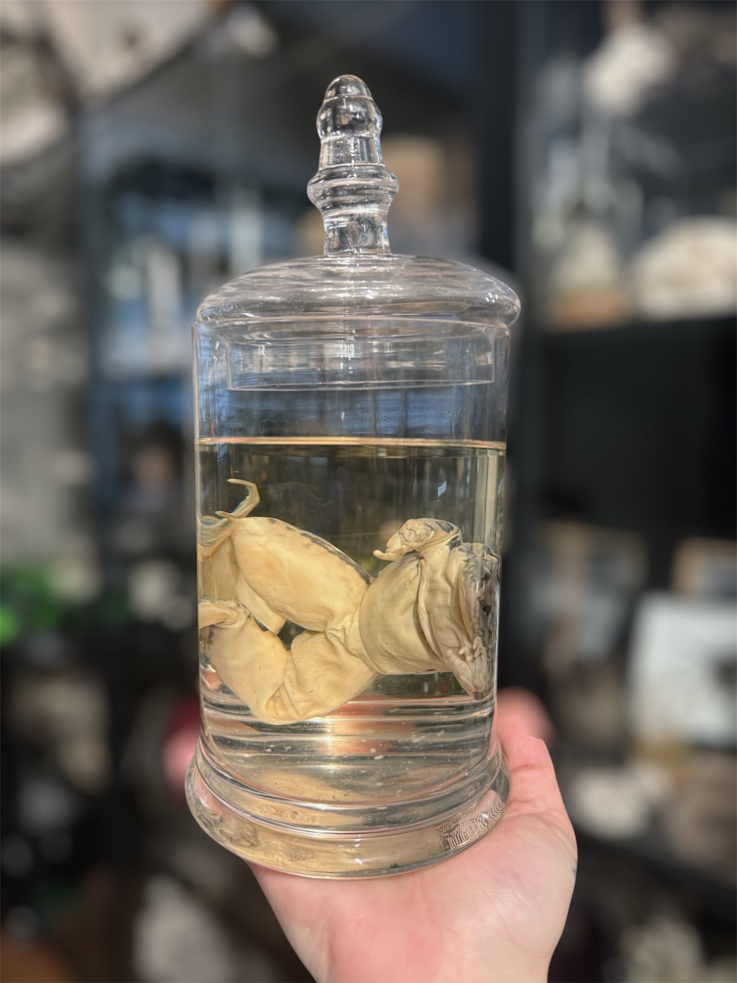 #20 Leopard Frog Wet Specimen