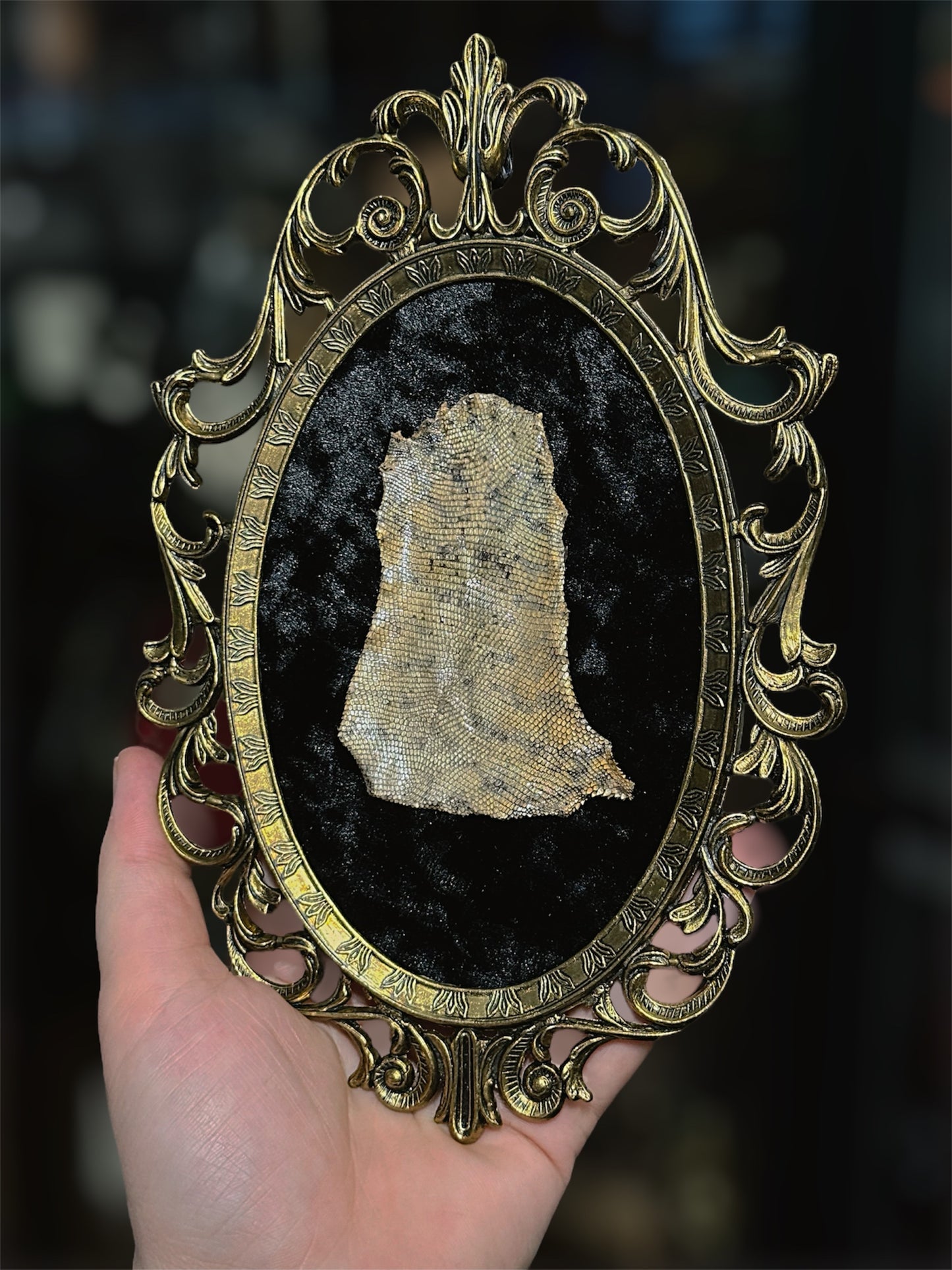 #25 Uromastyx Belly 7x10 open frame