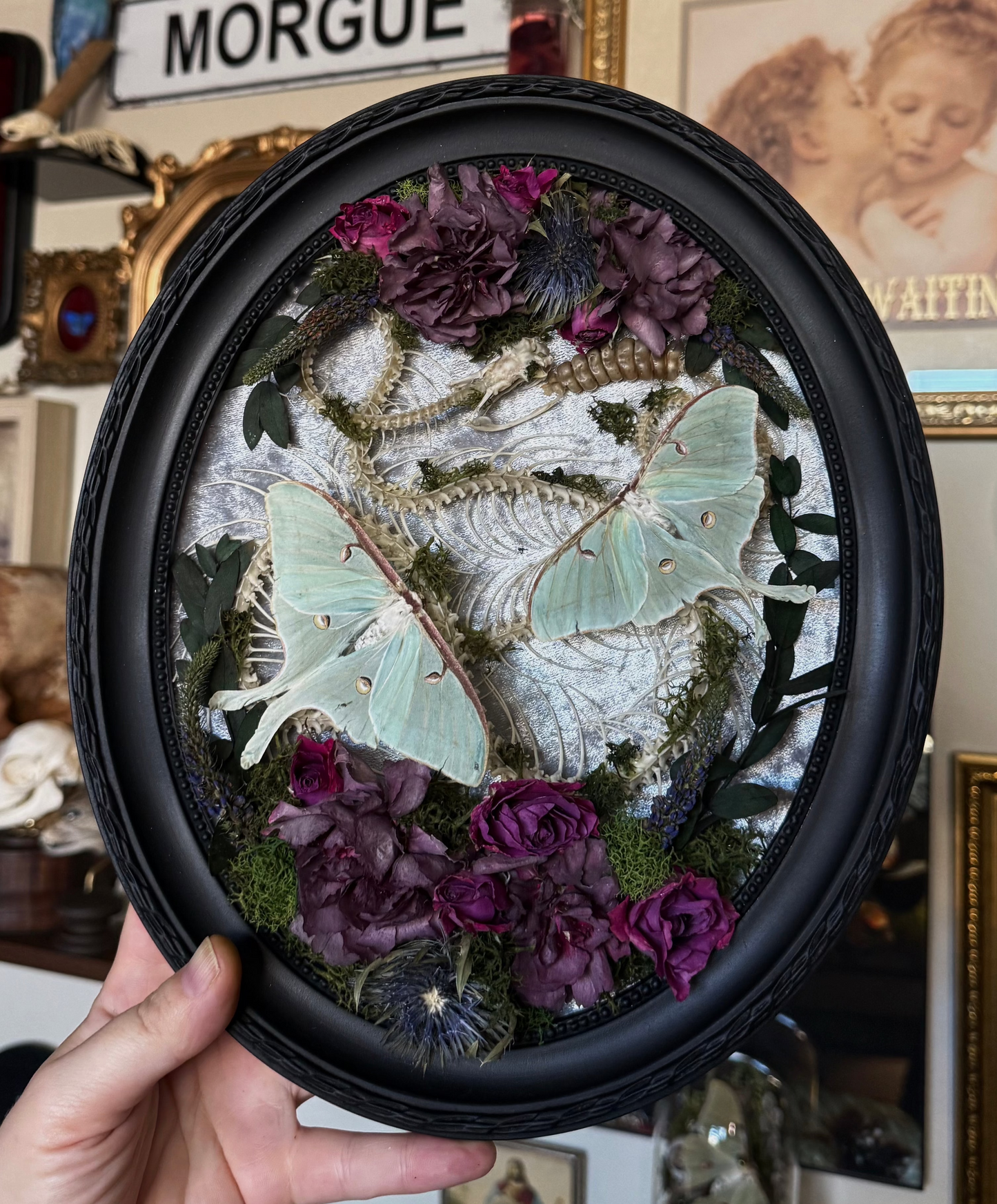 #22 Rattler Skeleton Frame 11.5x9.5 hand-stained skeleton