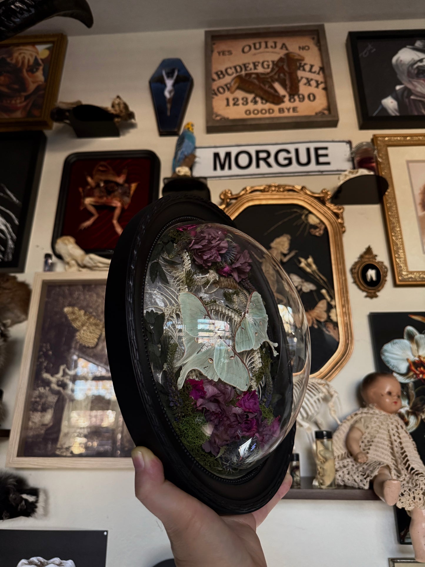 #22 Rattler Skeleton Frame 11.5x9.5 hand-stained skeleton