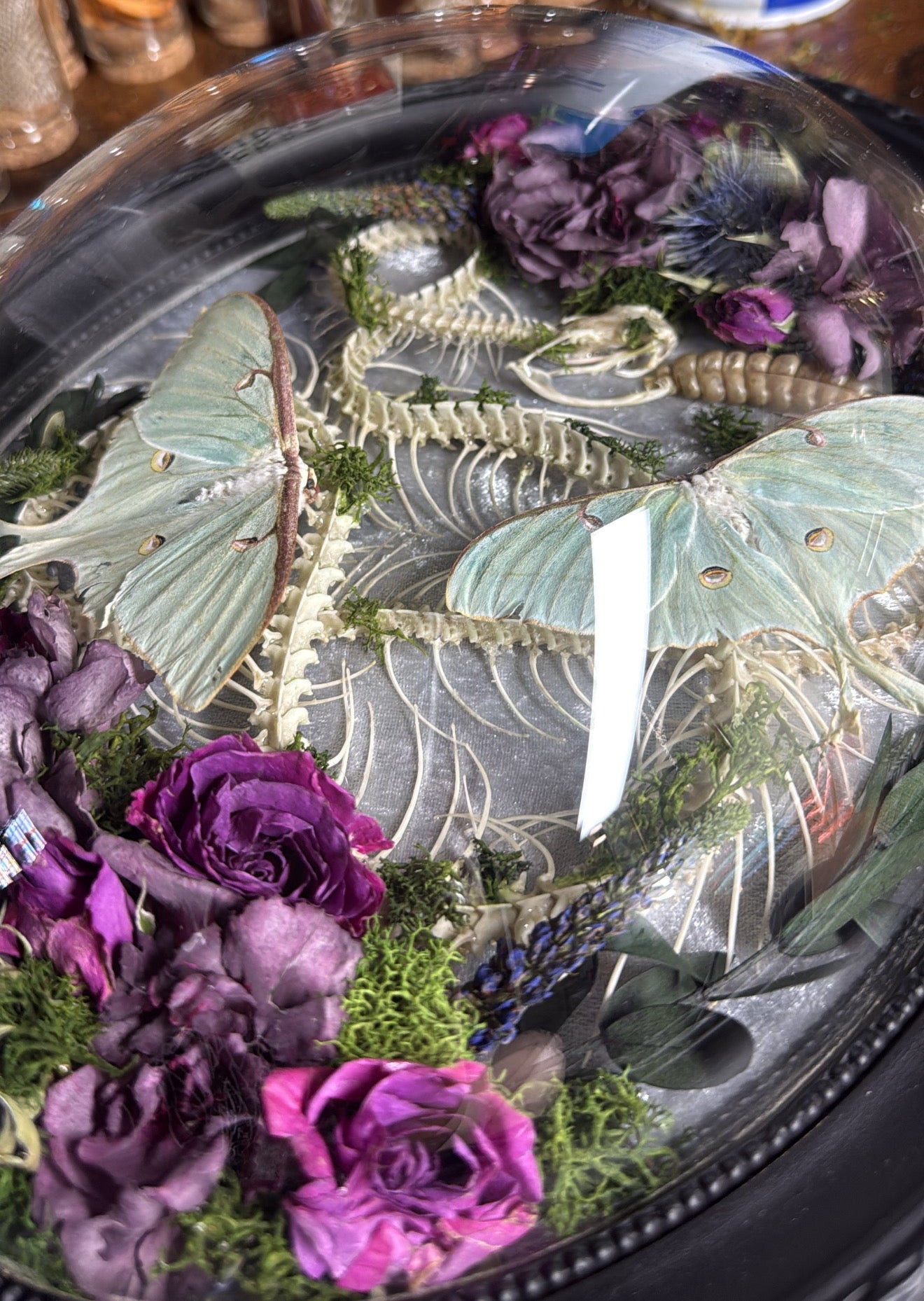 #22 Rattler Skeleton Frame 11.5x9.5 hand-stained skeleton