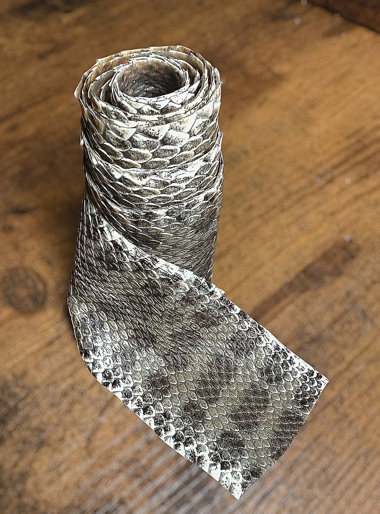 #42 Professionally Tanned Rattler hide 2.5 Feet long