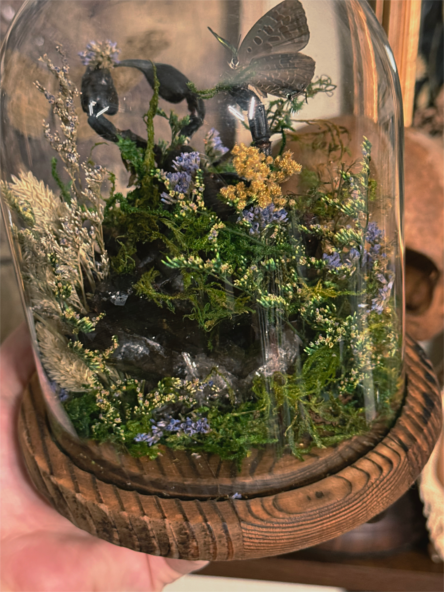 #53 GIANT natural black crystal quarts, Scorpion, eyeball & butterfly Bell dome