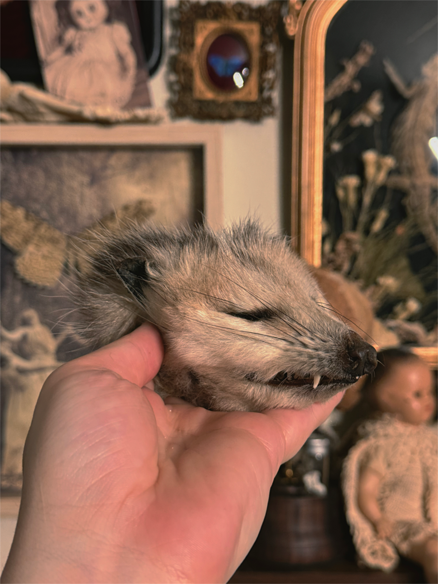 #48 Opossum head mummified