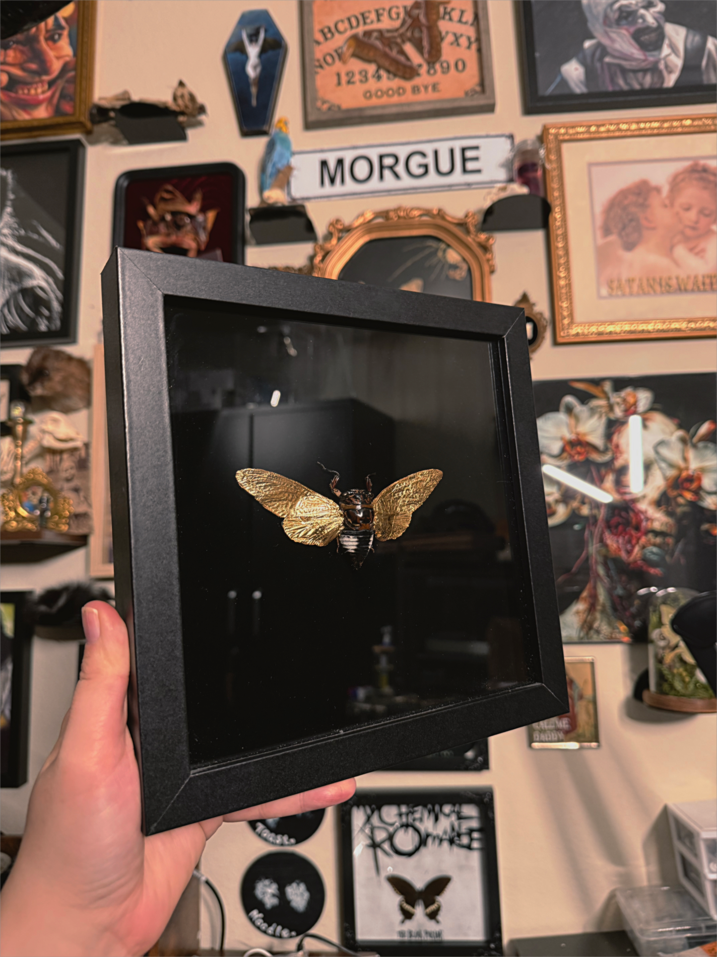 #44 Gold Wing Cicada frame