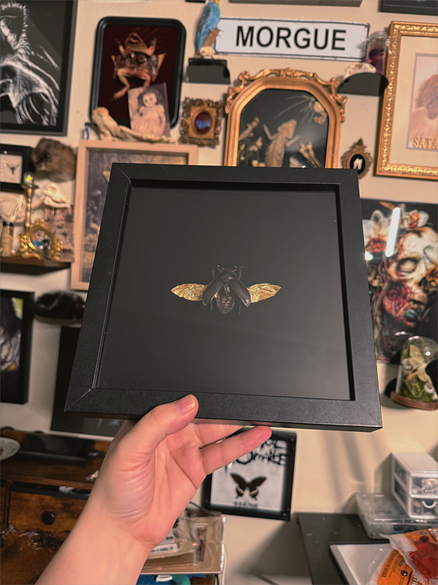 #45 Gold Wing Beetle frame